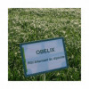 RGI 4N alternatif Bio OBELIX, Ray-grass d'Italie Bio