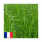 RGA 4N tardif FLEURON, Ray-grass Anglais