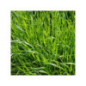 RGI 2N alternatif Bio MILLENIUM, Ray-grass d'Italie Bio