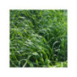 RGI 4N alternatif Bio HELLEN, Ray-grass d'Italie Bio