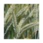 Triticale BICROSS