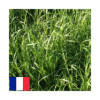 RGH 2N Bio CADOR, Ray-grass Hybride Bio