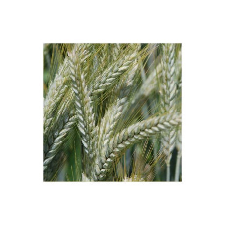 Triticale JOKARI (Bio)