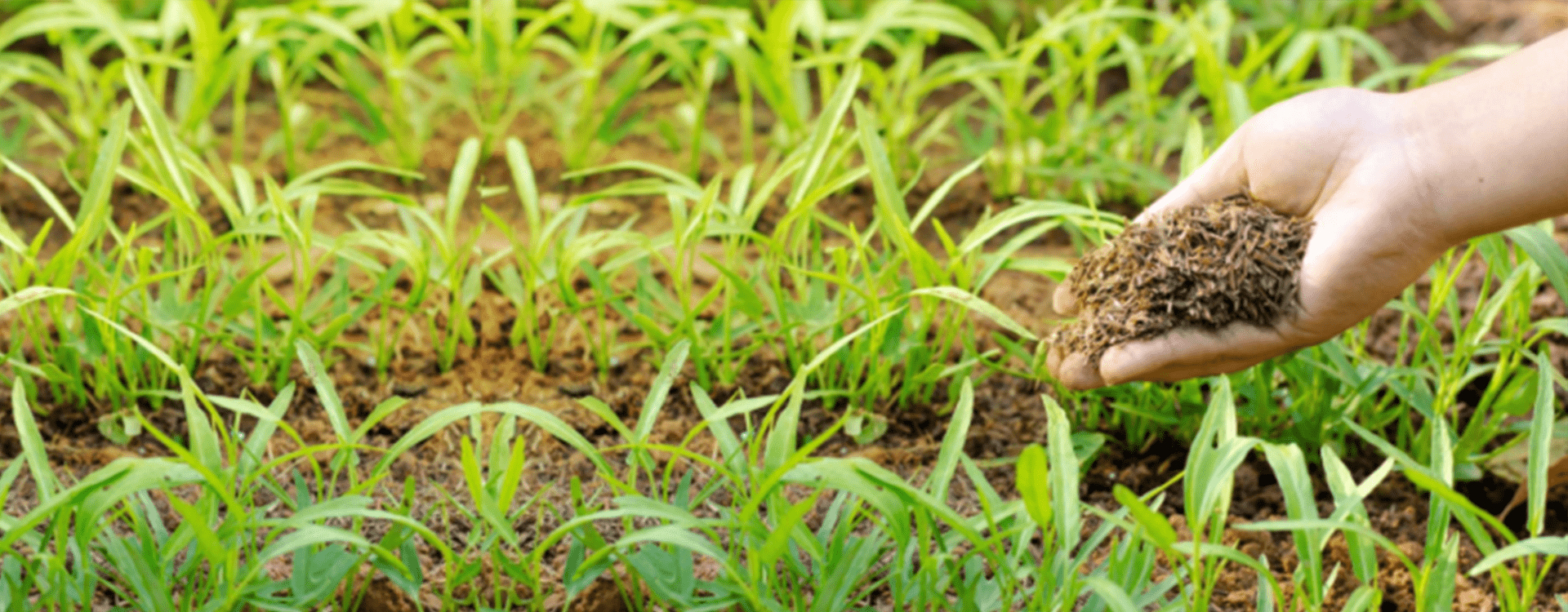 Quels engrais et fertilisants sont utilisés en agriculture bio